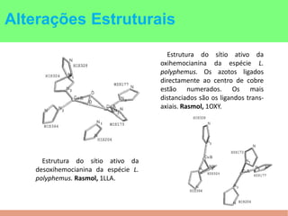 Estrutura do sítio ativo da
oxihemocianina da espécie L.
polyphemus. Os azotos ligados
directamente ao centro de cobre
estão numerados. Os mais
distanciados são os ligandos trans-
axiais. Rasmol, 1OXY.
Estrutura do sítio ativo da
desoxihemocianina da espécie L.
polyphemus. Rasmol, 1LLA.
Alterações Estruturais
 