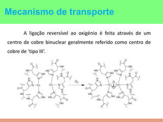 A ligação reversível ao oxigénio é feita através de um
centro de cobre binuclear geralmente referido como centro de
cobre de ‘tipo III’.
Mecanismo de transporte
 