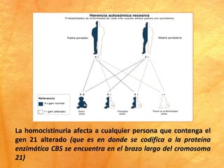 La homocistinuria afecta a cualquier persona que contenga el
gen 21 alterado (que es en donde se codifica a la proteína
enzimática CBS se encuentra en el brazo largo del cromosoma
21)
 