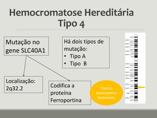 Hemocromatose Hereditária
Tipo 4
Mutação no
gene SLC40A1
Codifica a
proteína
Ferroportina
Localização:
2q32.2
Há dois tipos de
mutação:
• Tipo A
• Tipo B
Doença
Autossómica
Dominante
 