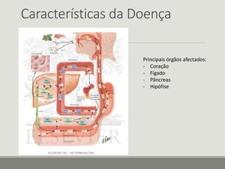 Características da Doença
Principais órgãos afectados:
- Coração
- Fígado
- Pâncreas
- Hipófise
 