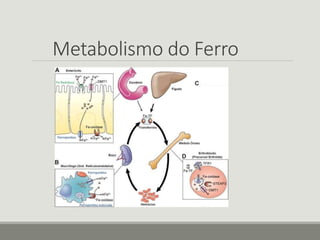 Metabolismo do Ferro
 