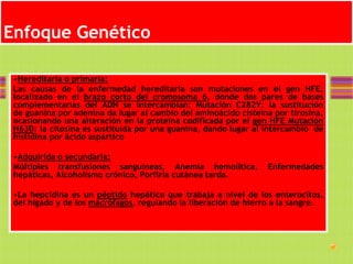 Enfoque Genético

 •Hereditaria o primaria:
 Las causas de la enfermedad hereditaria son mutaciones en el gen HFE,
 localizado en el brazo corto del cromosoma 6, donde dos pares de bases
 complementarias del ADN se intercambian: Mutación C282Y: la sustitución
 de guanina por adenina da lugar al cambio del aminoácido cisteína por tirosina,
 ocasionando una alteración en la proteína codificada por el gen HFE Mutación
 H63D: la citosina es sustituida por una guanina, dando lugar al intercambio de
 histidina por ácido aspártico

 •Adquirida o secundaria:
 Múltiples transfusiones sanguíneas, Anemia hemolítica,          Enfermedades
 hepáticas, Alcoholismo crónico, Porfiria cutánea tarda.

 •La hepcidina es un péptido hepático que trabaja a nivel de los enterocitos,
 del hígado y de los macrófagos, regulando la liberación de hierro a la sangre.
 
