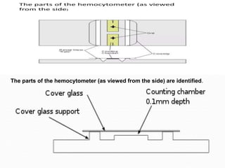 It is a technique used tienumerate the total cell count in the blood or ...