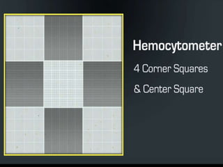 Hemocytometer | PPTX