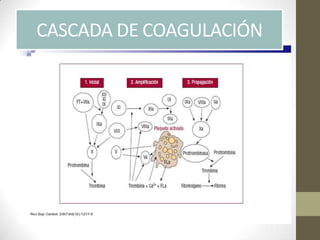 CASCADA DE COAGULACIÓN
 