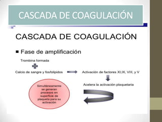 CASCADA DE COAGULACIÓN
 