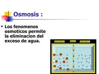 Osmosis :
   Los fenomenos
    osmoticos permite
    la eliminacion del
    exceso de agua.
 