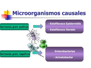 Microorganismos causales
                          - Estafilococo Epidermidis
Germenes gram positvos
                          - Estafilococo Dorado




                              -Enterobacterias
Germenes gram negativos
                              - Acinetobacter
 