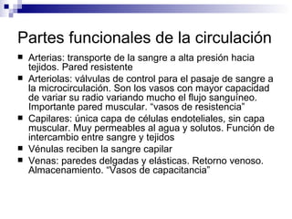 Partes funcionales de la circulación
   Arterias: transporte de la sangre a alta presión hacia
    tejidos. Pared resistente
   Arteriolas: válvulas de control para el pasaje de sangre a
    la microcirculación. Son los vasos con mayor capacidad
    de variar su radio variando mucho el flujo sanguíneo.
    Importante pared muscular. “vasos de resistencia”
   Capilares: única capa de células endoteliales, sin capa
    muscular. Muy permeables al agua y solutos. Función de
    intercambio entre sangre y tejidos
   Vénulas reciben la sangre capilar
   Venas: paredes delgadas y elásticas. Retorno venoso.
    Almacenamiento. “Vasos de capacitancia”
 