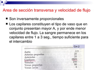 Area de sección transversa y velocidad de flujo
    Son inversamente proporcionales
    Los capilares constituyen el tipo de vaso que en
     conjunto presentan mayor A, y por ende menor
     velocidad de flujo. La sangre permanece en los
     capilares entre 1 a 3 seg., tiempo suficiente para
     el intercambio
                                             Cm 2
 