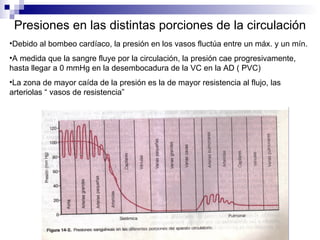 Presiones en las distintas porciones de la circulación
•Debido al bombeo cardíaco, la presión en los vasos fluctúa entre un máx. y un mín.
•A medida que la sangre fluye por la circulación, la presión cae progresivamente,
hasta llegar a 0 mmHg en la desembocadura de la VC en la AD ( PVC)
•La zona de mayor caída de la presión es la de mayor resistencia al flujo, las
arteriolas “ vasos de resistencia”
 