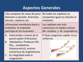 Aspectos Generales
Se compone de vasos de poco
diámetro y tamaño: Arteriolas
vénulas, capilares etc.
No todos los capilares se
comportan igual en relación al
endotelio.
Presentan membrana basal y
endotelio. El endotelio
participa en las funciones:
Los capilares son más
numerosos en tejidos activos
(M. cardiaco y M. esquelético)
A. Intercambio a través de la
pared capilar (Filtración).
B. Metabólica: Producen NO,
PGI2 , endotelinas
(Vasoconstrict), enzima
convertasa de angiotensina.
C. Su integridad evita la
coagulación.
El flujo sanguíneo capilar no es
uniforme.
 