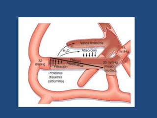 Fisiologia: sistema arterial venoso y microcirculacion