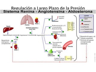 Regulación a Largo Plazo de la Presión 
Arterial 
Angiotensina II Aldosterona 
Tubulo distal renal: 
Cotransportador Na – Cl 
Cotransportador Cl – K 
Canales de Na 
 