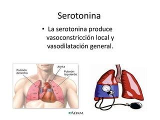 Serotonina 
• La serotonina produce 
vasoconstricción local y 
vasodilatación general. 
 