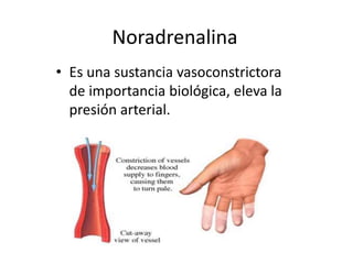 Noradrenalina 
• Es una sustancia vasoconstrictora 
de importancia biológica, eleva la 
presión arterial. 
 