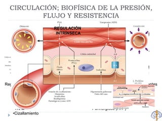 CIRCULACIÓN; BIOFÍSICA DE LA PRESIÓN,
FLUJO Y RESISTENCIA
Regulación del tono vascular por endotelio
•Libera NO y PGI2
•Libera endotelina
•Convierte angiotensina I en
angiotensina II
•TXA2
•Cizallamiento
Sustancias vasodilatadoras dependientes
de endotelio (activan NOS)
•ACh
•Histamina
•Bradicinina
•Purinérgicos (ATP)
REGULACIÓN
INTRÍNSECA
 