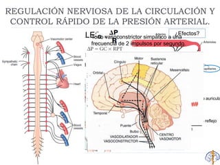 ½ - 2 ips
REGULACIÓN NERVIOSA DE LA CIRCULACIÓN Y
CONTROL RÁPIDO DE LA PRESIÓN ARTERIAL.
 FUNCIONES GLOBALES
 SNA simpático y PS
 Redistribución de flujo
 ↑ ó ↓ de la actividad cardiaca
 Control muy rápido de presión
arterial
¿Efectos?
Fibra A – FC
Fibra B auricular- reflejo
de Bainbridge
Fibras B – llenado auricula
Tono vasoconstrictor simpático a una
frecuencia de 2 impulsos por segundo.
 