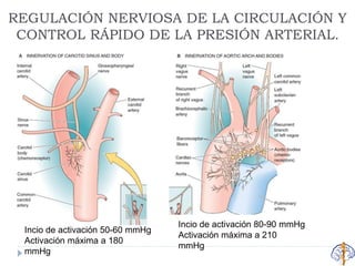 REGULACIÓN NERVIOSA DE LA CIRCULACIÓN Y
CONTROL RÁPIDO DE LA PRESIÓN ARTERIAL.
Incio de activación 50-60 mmHg
Activación máxima a 180
mmHg
Incio de activación 80-90 mmHg
Activación máxima a 210
mmHg
 