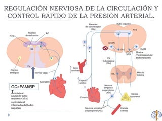 REGULACIÓN NERVIOSA DE LA CIRCULACIÓN Y
CONTROL RÁPIDO DE LA PRESIÓN ARTERIAL.
Rostral
Ventrolateral del
bulbo raquideo
GC=PAM/RP
Tventrolateral
caudal del bulbo
raquideo (CVLM)
ventrolateral
intermedia del bulbo
raquideo
 