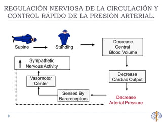 Decrease
Cardiac Output
Sensed By
Baroreceptors
Supine Standing
Decrease
Central
Blood Volume
Vasomotor
Center
Sympathetic
Nervous Activity
Decrease
Arterial Pressure
REGULACIÓN NERVIOSA DE LA CIRCULACIÓN Y
CONTROL RÁPIDO DE LA PRESIÓN ARTERIAL.
 
