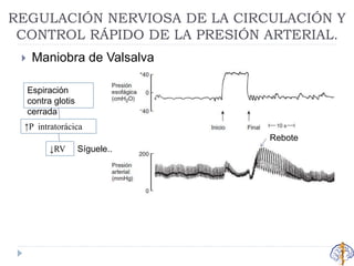  Maniobra de Valsalva
REGULACIÓN NERVIOSA DE LA CIRCULACIÓN Y
CONTROL RÁPIDO DE LA PRESIÓN ARTERIAL.
Espiración
contra glotis
cerrada
↑P intratorácica
↓RV Síguele..
Rebote
 