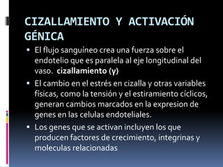 CIZALLAMIENTO Y ACTIVACIÓN
GÉNICA
 El flujo sanguíneo crea una fuerza sobre el
endotelio que es paralela al eje longitudinal del
vaso. cizallamiento (γ)
 El cambio en el estrés en cizalla y otras variables
físicas, como la tensión y el estiramiento cíclicos,
generan cambios marcados en la expresion de
genes en las celulas endoteliales.
 Los genes que se activan incluyen los que
producen factores de crecimiento, integrinas y
moleculas relacionadas
 
