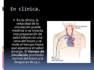 En clínica.
 En la clínica, la
velocidad de la
circulación puede
medirse si se inyecta
una preparación de
sales biliares en una
vena del brazo y se
mide el tiempo hasta
que aparezca el sabor
amargo. El tiempo de
circulación promedio
normal del brazo a la
lengua es de 15 s.
 