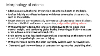 Morphology of edema
• Edema as a result of renal dysfunction can affect all parts of the body.
• It often initially manifests in tissues with loose connective tissue matrix,
such as the eyelids.
• Finger pressure over substantially edematous subcutaneous tissue displaces
the interstitial fluid and leaves a depression, a sign called pitting edema.
• With pulmonary edema, the lungs are often two to three times their
normal weight, and sectioning yields frothy, blood-tinged fluid—a mixture
of air, edema, and extravasated red cells.
• Brain edema can be localized or generalized depending on the nature and
extent of the pathologic process or injury.
• With generalized edema the brain is grossly swollen with narrowed sulci.
• Distended gyri show evidence of compression against the unyielding skull.
 