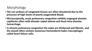 Morphology
• The cut surfaces of congested tissues are often discolored due to the
presence of high levels of poorly oxygenated blood.
• Microscopically, acute pulmonary congestion exhibits engorged alveolar
capillaries often with alveolar septal edema and focal intra-alveolar
hemorrhage.
• In chronic pulmonary congestion the septa are thickened and fibrotic, and
the alveoli often contain numerous hemosiderin-laden macrophages
called heart failure cells.
 