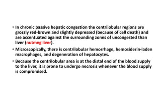 • In chronic passive hepatic congestion the centrilobular regions are
grossly red-brown and slightly depressed (because of cell death) and
are accentuated against the surrounding zones of uncongested than
liver (nutmeg liver).
• Microscopically, there is centrilobular hemorrhage, hemosiderin-laden
macrophages, and degeneration of hepatocytes.
• Because the centrilobular area is at the distal end of the blood supply
to the liver, it is prone to undergo necrosis whenever the blood supply
is compromised.
 