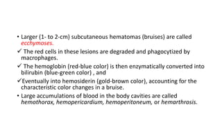 • Larger (1- to 2-cm) subcutaneous hematomas (bruises) are called
ecchymoses.
 The red cells in these lesions are degraded and phagocytized by
macrophages.
 The hemoglobin (red-blue color) is then enzymatically converted into
bilirubin (blue-green color) , and
Eventually into hemosiderin (gold-brown color), accounting for the
characteristic color changes in a bruise.
• Large accumulations of blood in the body cavities are called
hemothorax, hemopericardium, hemoperitoneum, or hemarthrosis.
 