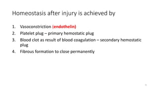 31
Homeostasis after injury is achieved by
1. Vasoconstriction (endothelin)
2. Platelet plug – primary hemostatic plug
3. Blood clot as result of blood coagulation – secondary hemostatic
plug
4. Fibrous formation to close permanently
 