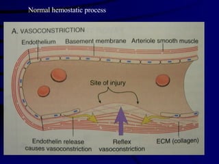 Normal hemostatic process 
