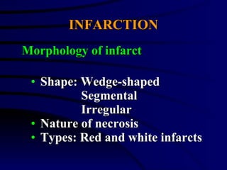 INFARCTION Shape: Wedge-shaped Segmental Irregular Nature of necrosis Types: Red and white infarcts Morphology of infarct 