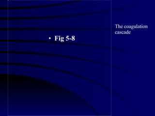 <ul><li>Fig 5-8 </li></ul>The coagulation cascade 