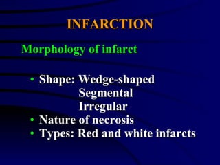 INFARCTION <ul><li>Shape: Wedge-shaped </li></ul><ul><li>Segmental </li></ul><ul><li>Irregular </li></ul><ul><li>Nature of...