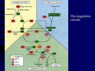 Fig 5-8 The coagulation cascade 