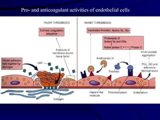 Fig 5-6 Pro- and anticoagulant activities of endothelial cells 