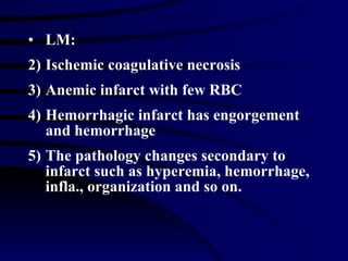 LM: Ischemic coagulative necrosis Anemic infarct with few RBC Hemorrhagic infarct has engorgement and hemorrhage The pathology changes secondary to infarct such as hyperemia, hemorrhage, infla., organization and so on. 