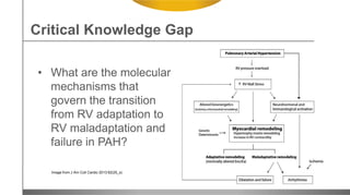 Image from J Am Coll Cardio 2013:62(25_s)
• What are the molecular
mechanisms that
govern the transition
from RV adaptation to
RV maladaptation and
failure in PAH?
Critical Knowledge Gap
 