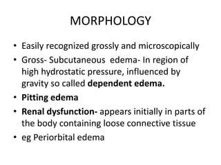 MORPHOLOGY
• Easily recognized grossly and microscopically
• Gross- Subcutaneous edema- In region of
high hydrostatic pressure, influenced by
gravity so called dependent edema.
• Pitting edema
• Renal dysfunction- appears initially in parts of
the body containing loose connective tissue
• eg Periorbital edema
 