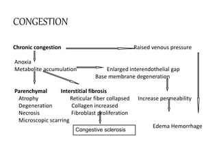 CONGESTION
Chronic congestion Raised venous pressure
Anoxia
Metabolite accumulation Enlarged interendothelial gap
Base membrane degeneration
Parenchymal Interstitial fibrosis
Atrophy Reticular fiber collapsed Increase permeability
Degeneration Collagen increased
Necrosis Fibroblast proliferation
Microscopic scarring
Edema Hemorrhage
Congestive sclerosis
 