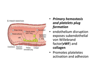 • Primary hemostasis
and platelets plug
formation
• endothelium disruption
exposes subendothelial
von Willebrand
factor(vWF) and
collagen
• Promotes plateletes
activation and adhesion
 