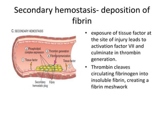 Secondary hemostasis- deposition of
fibrin
• exposure of tissue factor at
the site of injury leads to
activation factor VII and
culminate in thrombin
generation.
• Thrombin cleaves
circulating fibrinogen into
insoluble fibrin, creating a
fibrin meshwork
 