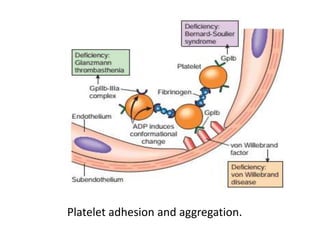 Platelet adhesion and aggregation.
 