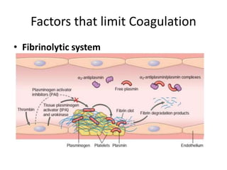 Factors that limit Coagulation
• Fibrinolytic system
 