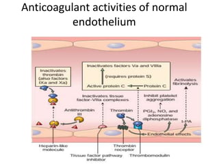 Anticoagulant activities of normal
endothelium
 