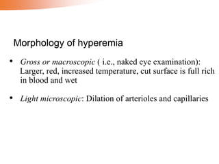 • Gross or macroscopic ( i.e., naked eye examination):
Larger, red, increased temperature, cut surface is full rich
in blood and wet
• Light microscopic: Dilation of arterioles and capillaries
Morphology of hyperemia
 